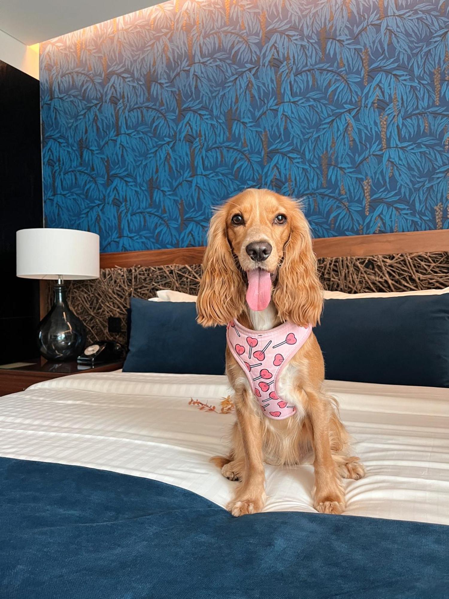 Hotel Cotto Do Gatto ปอนเจ ดา บาร์กา ภายนอก รูปภาพ